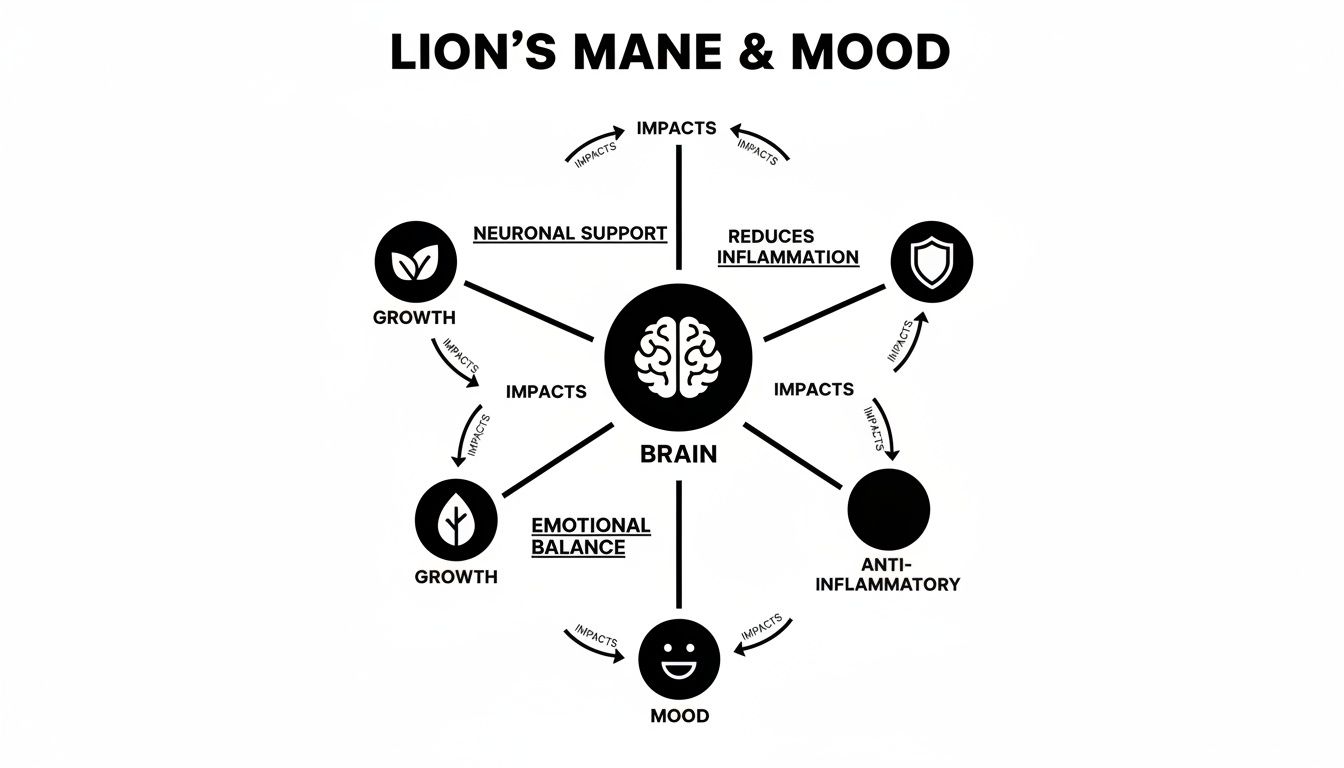 Diagram illustrating Lion's Mane mushroom's impact on brain health and mood, showing connections to neuronal support, inflammation, and emotional balance.