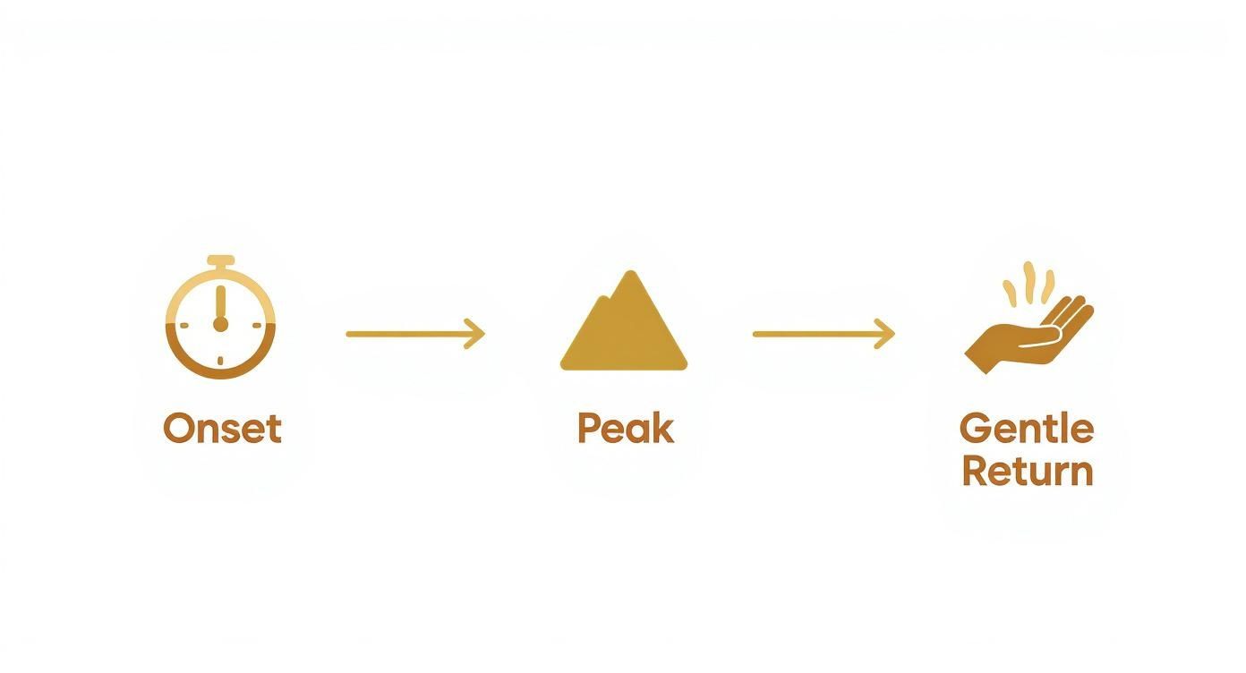 Three-stage diagram showing onset, peak, and gentle return phases of psychedelic experience timeline