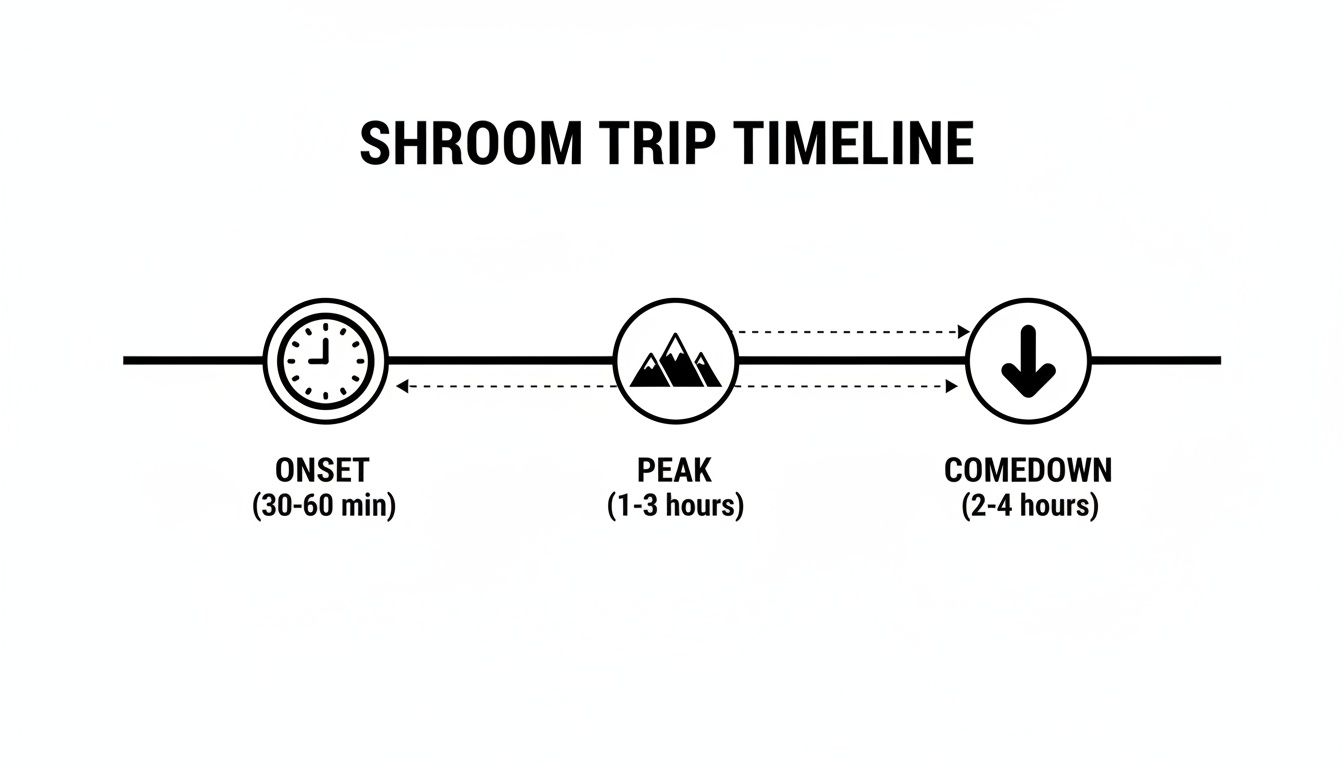A shroom trip timeline illustrating the three stages: Onset, Peak, and Comedown with their durations.