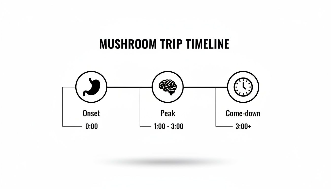 An infographic illustrating the timeline of a mushroom trip, showing onset, peak, and come-down stages with corresponding times and icons.