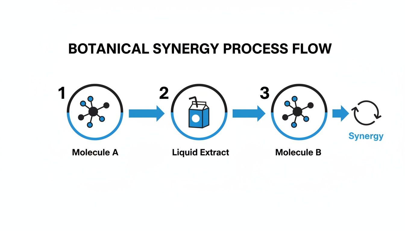 A diagram illustrating a botanical synergy process flow with three steps: Molecule A, Liquid Extract, Molecule B, leading to Synergy.