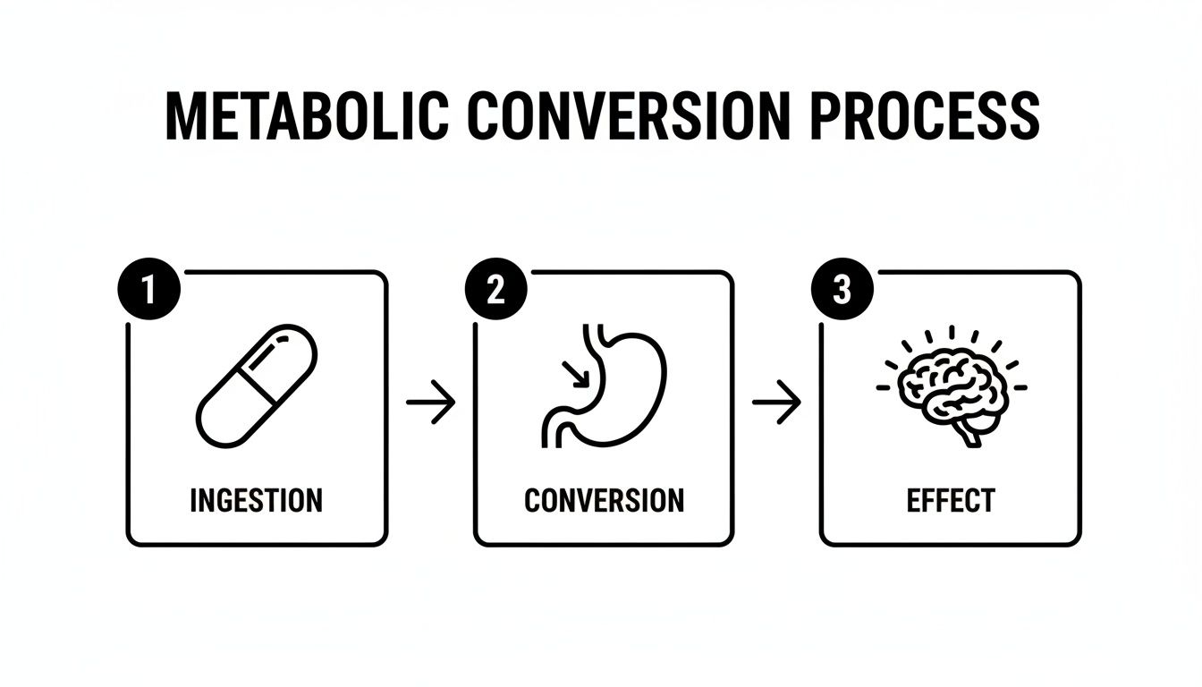 Diagram illustrating metabolic conversion process: pill ingestion, conversion in stomach, and brain effect.