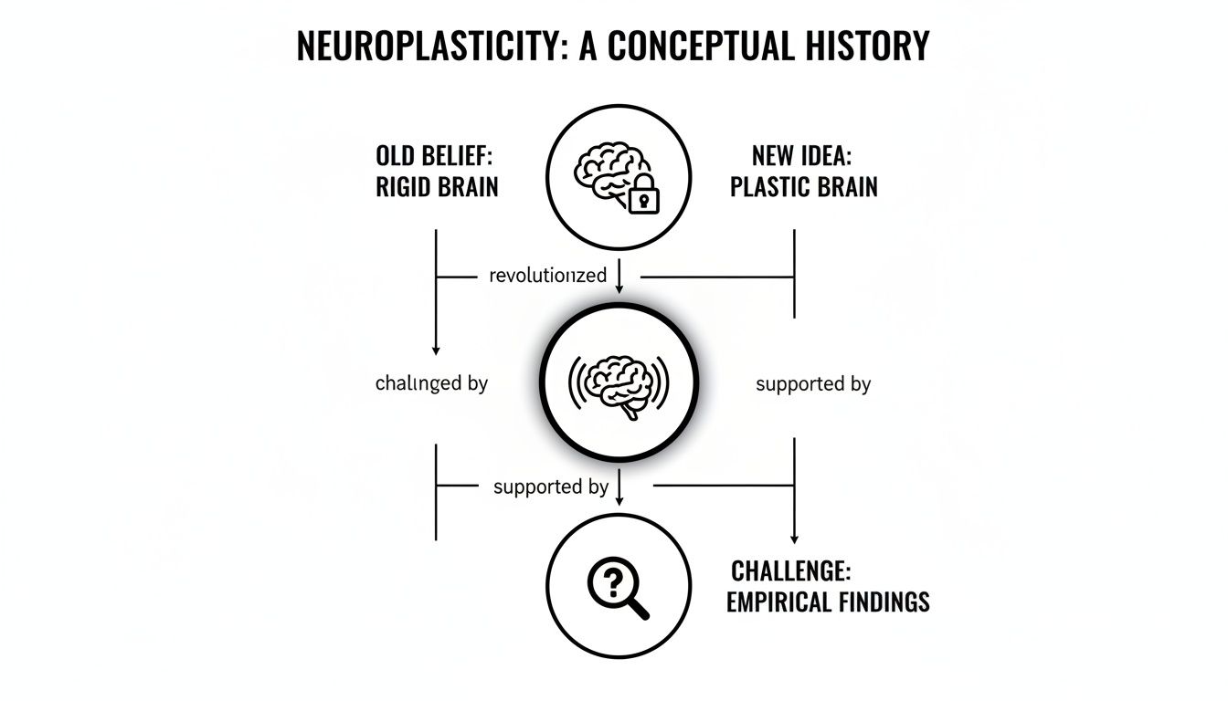 Diagram showing the conceptual history of neuroplasticity, contrasting old rigid brain beliefs with new plastic brain ideas.