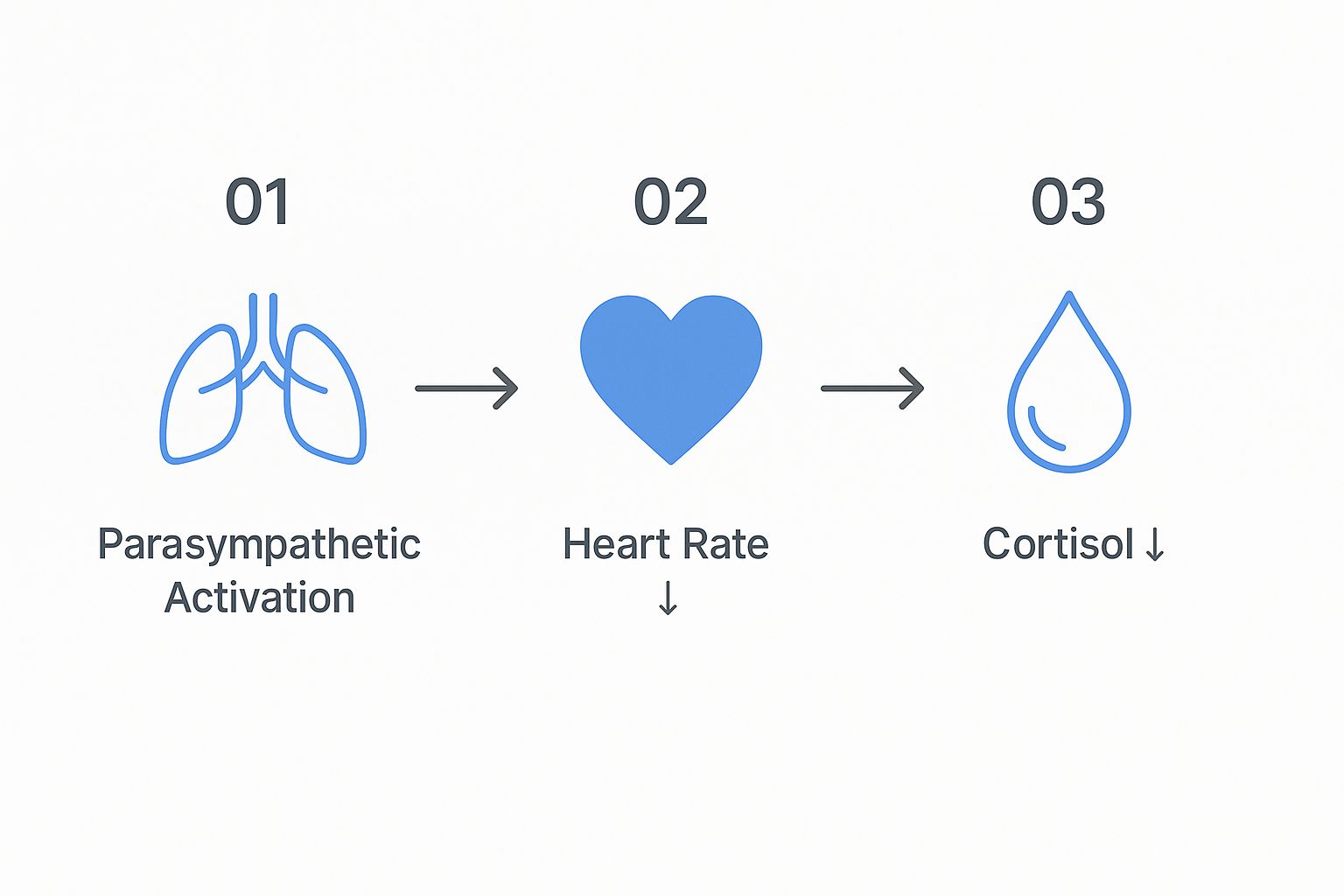 Infographic showing a three-step process: a lung icon for 'Parasympathetic Activation' leads to a heart icon for 'Heart Rate ↓', which then leads to a drop icon for 'Cortisol ↓'.