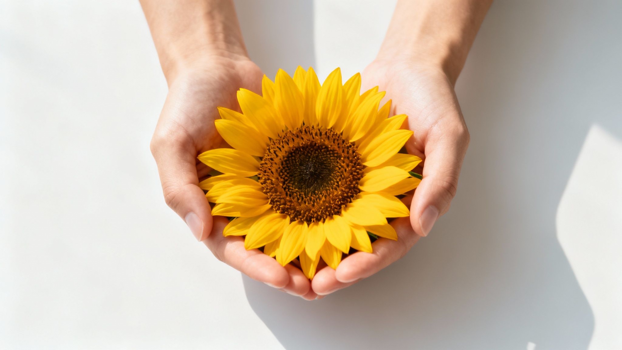 Close-up of cupped hands holding a vibrant yellow sunflower against a clean white background with shadows.