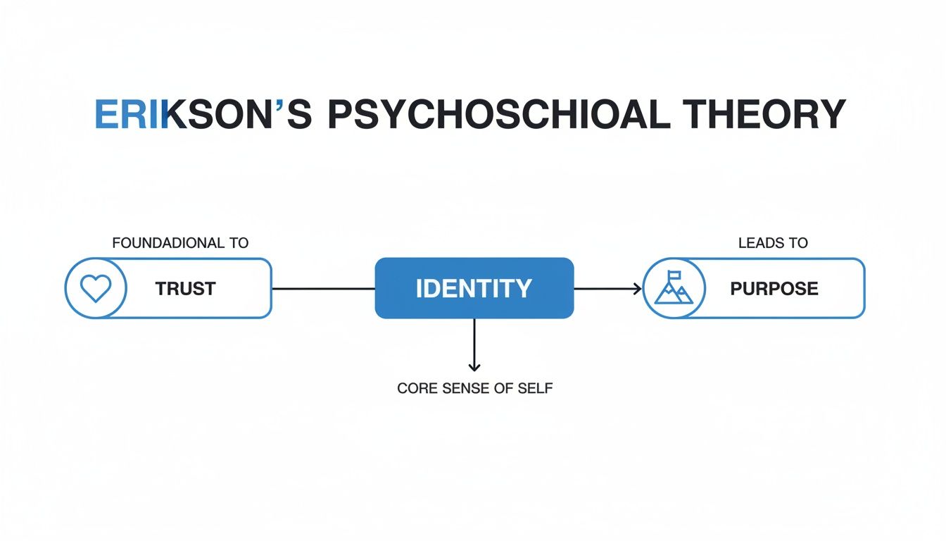 Diagram illustrating Erikson's psychosocial theory, linking trust, identity, purpose, and core self-development.