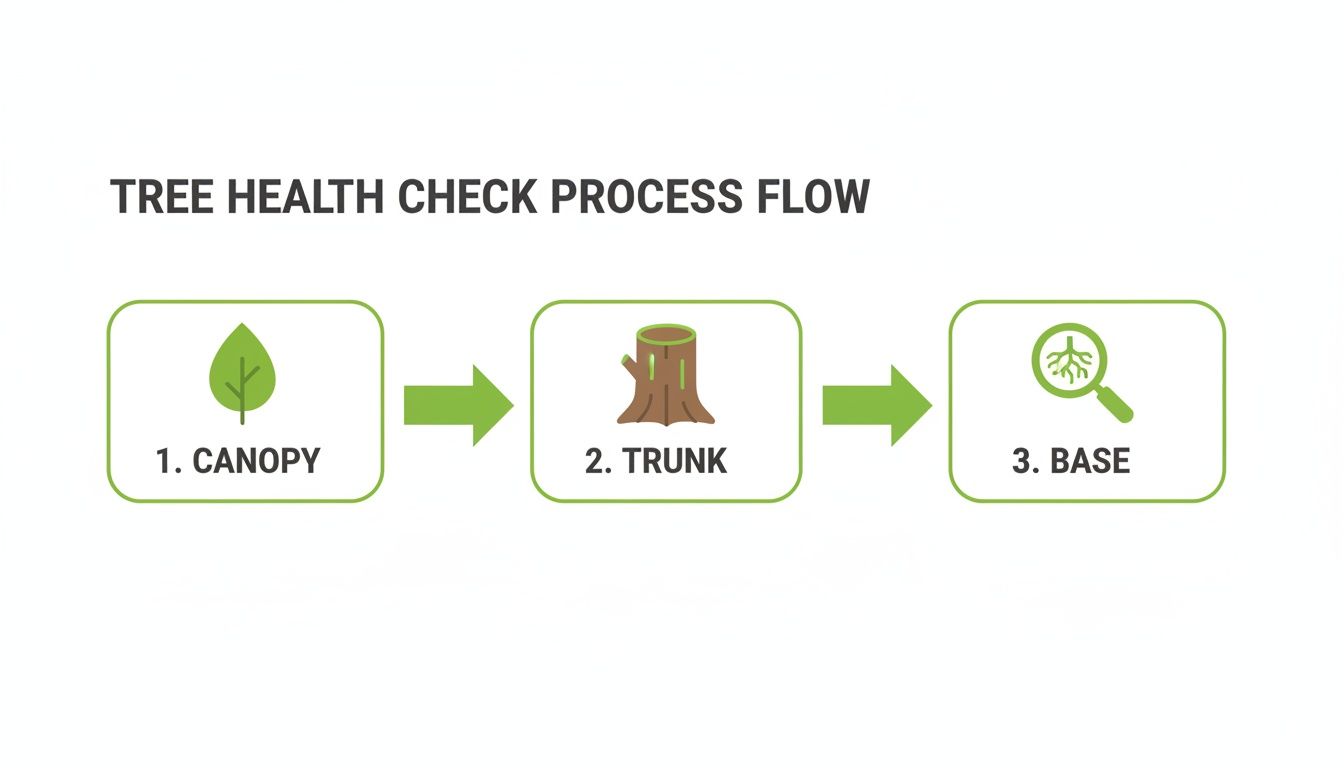 A flow chart illustrating a tree health check process, examining the canopy, trunk, and base.