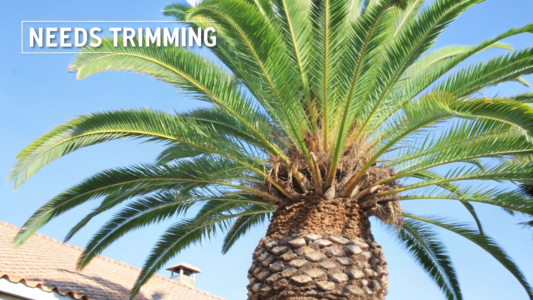 A close-up view of a Phoenix palm tree's crown, showing a mix of healthy green fronds and drooping brown ones.