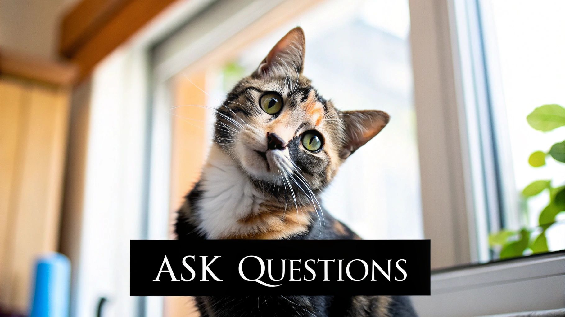 Question-Based Sentence Starters