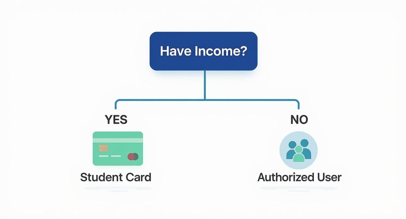 how to build credit as a student: quick, essential tips 1 Flowchart showing student credit card path for income versus authorized user path without income
