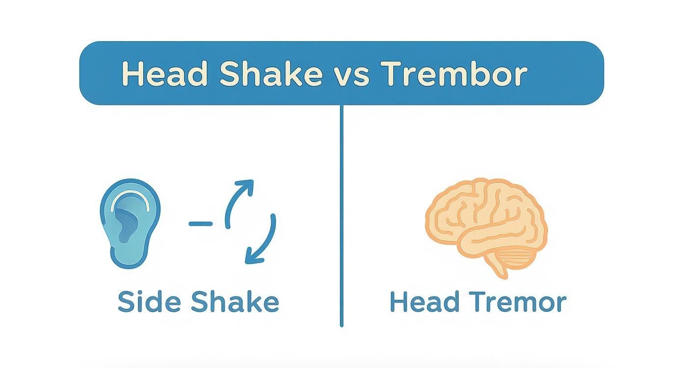 Infographic showing the difference between a dog's ear shake and a head tremor