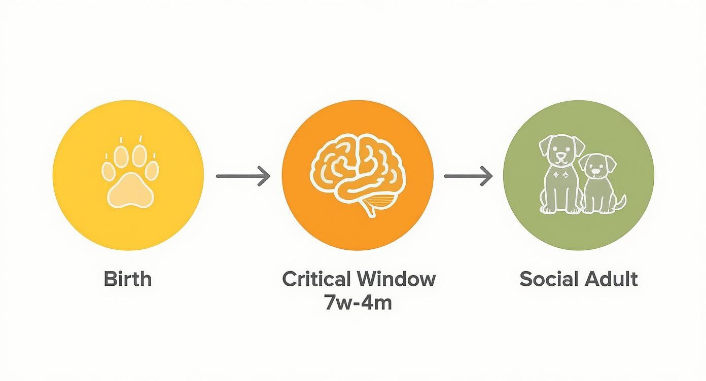 Infographic about dog socialization with other dogs