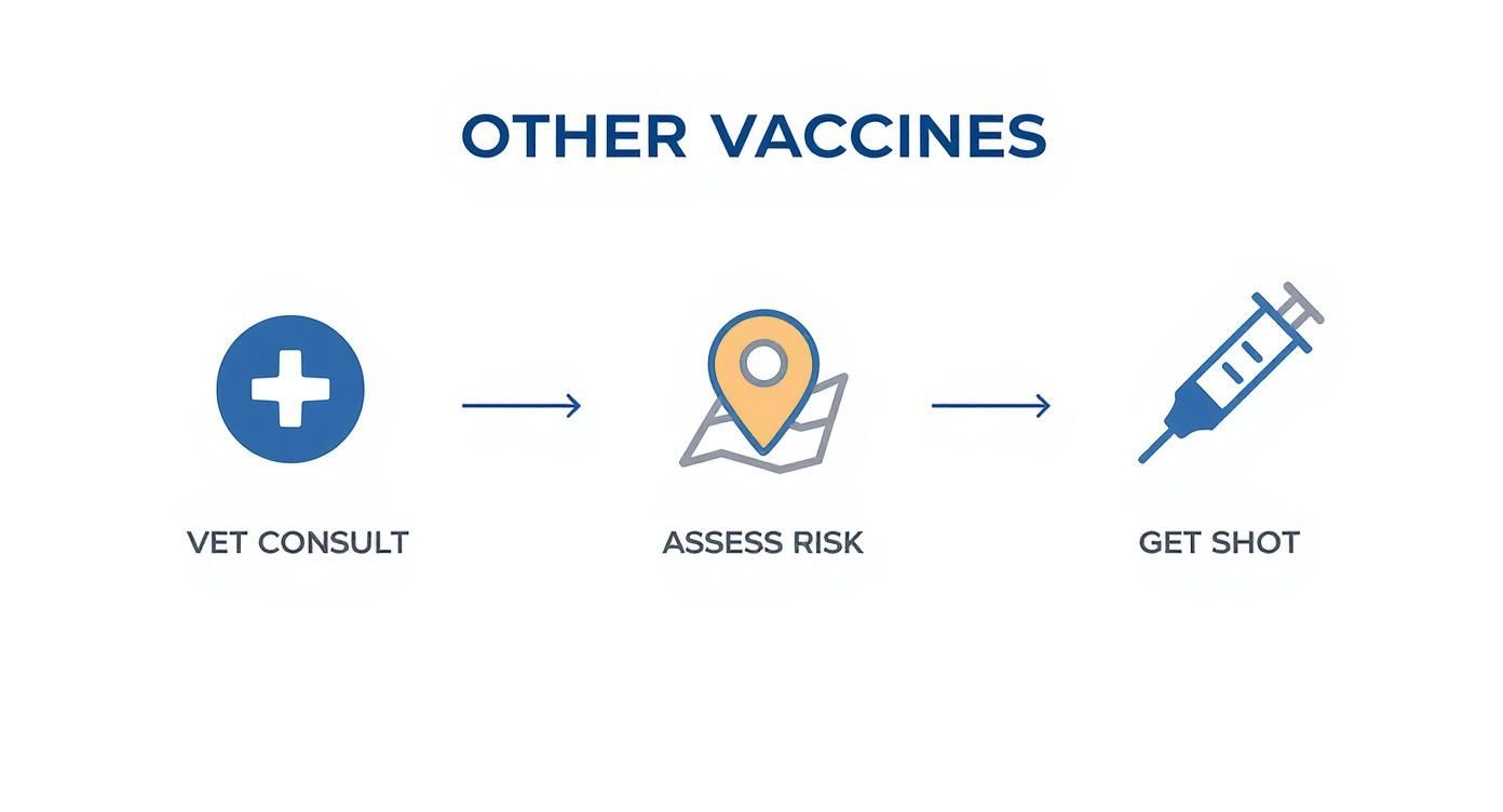 An infographic showing the three steps for getting non-core dog vaccines Consulting a vet, assessing risk, and getting the shot.