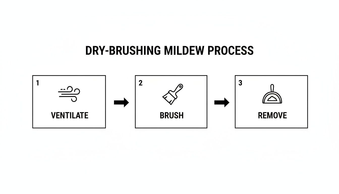 Infographic illustrating the three-step dry-brushing mildew removal process: ventilate, brush, and remove.