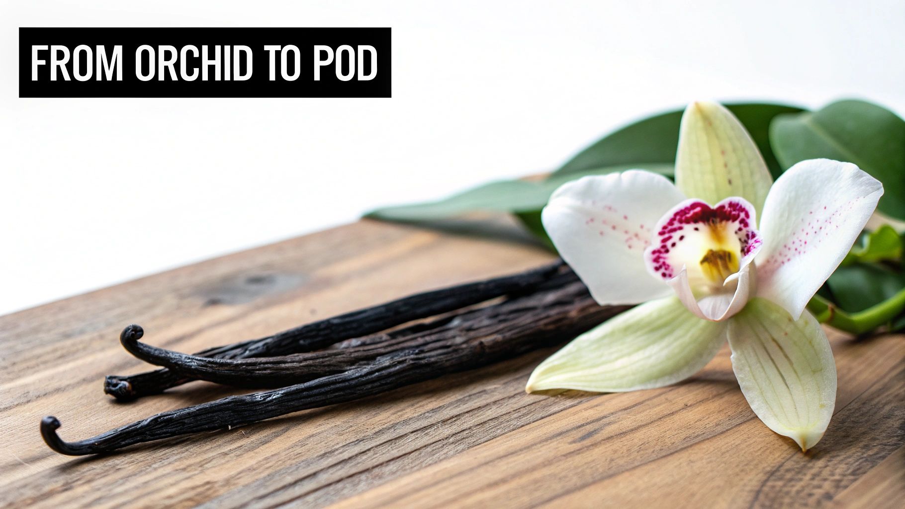 Vanilla orchid flower and dried vanilla bean pods on a wooden surface, illustrating the journey.