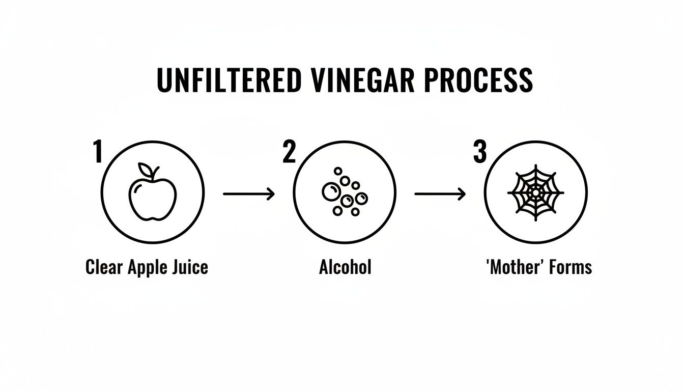 Diagram illustrating the unfiltered vinegar process: clear apple juice ferments into alcohol, then forms the 'mother'.