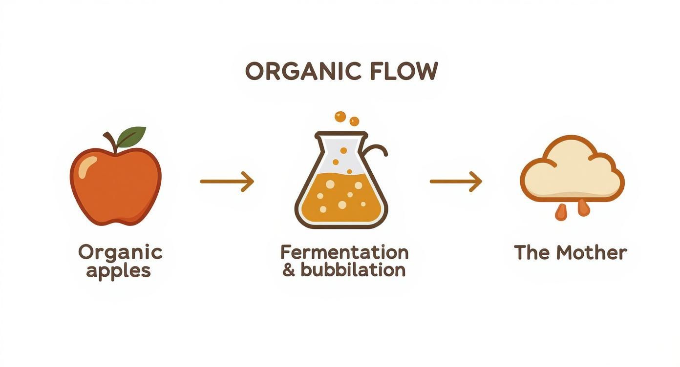 Infographic about organic apple cider vinegar