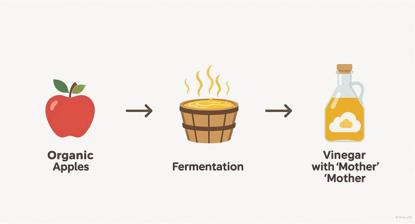A diagram illustrating the process of making apple cider vinegar from organic apples through fermentation.