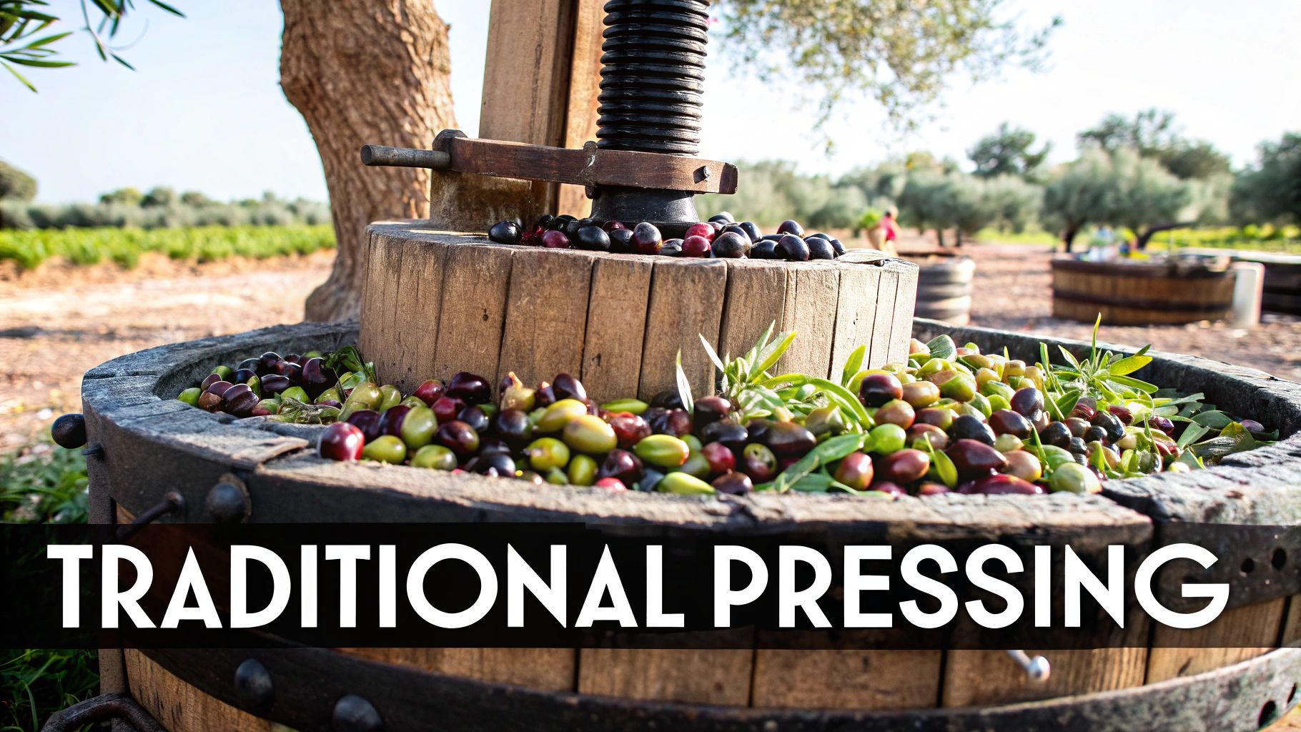 Wooden press filled with colorful olives under a tree, with a vineyard in the background. Text: "TRADITIONAL PRESSING".
