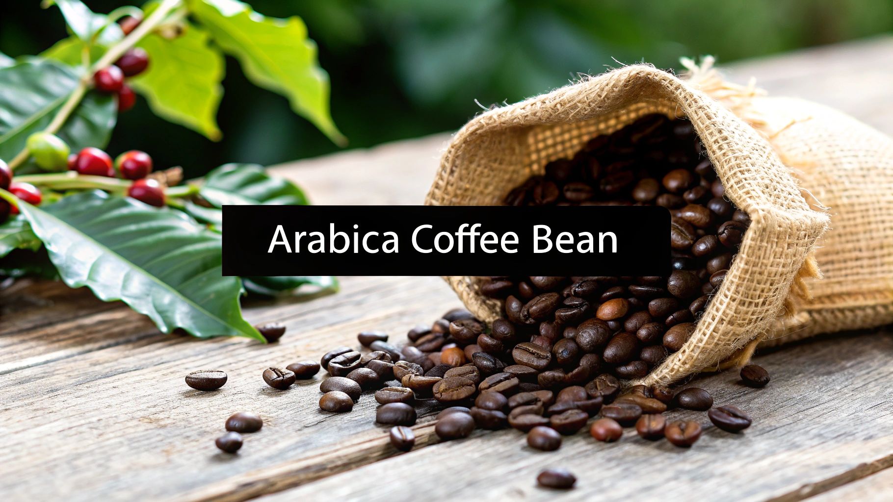 Your Guide to the Arabica Coffee Bean