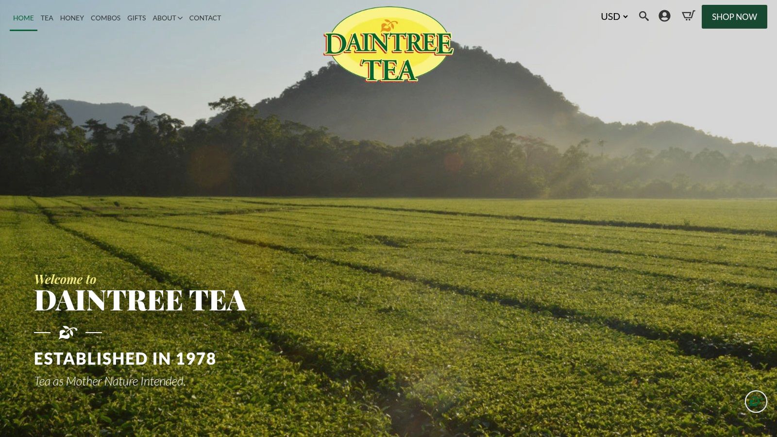 Lush green tea plants at the Daintree Tea Company's plantation in Far North Queensland.