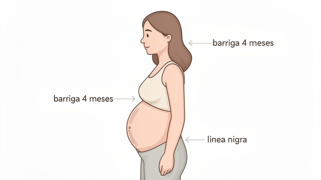 Ilustração de uma mulher grávida de 4 meses de perfil, mostrando a barriga e a linha nigra.