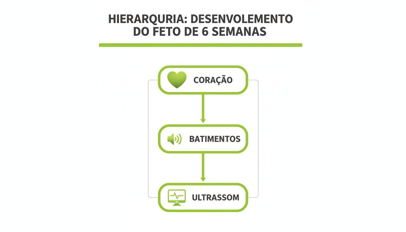 Diagrama hierárquico sobre o desenvolvimento do feto de 6 semanas, incluindo coração, batimentos e ultrassom.