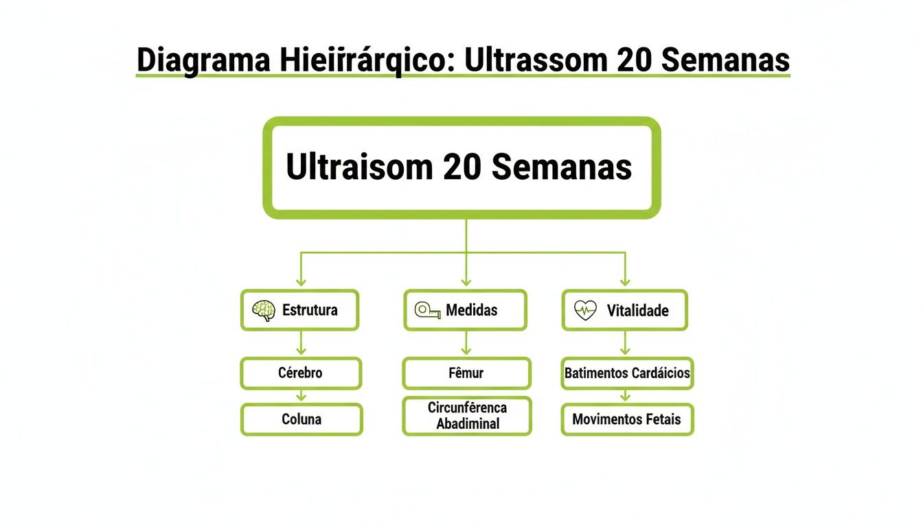 Diagrama hierárquico do ultrassom de 20 semanas, detalhando exames de estrutura, medidas e vitalidade fetal.