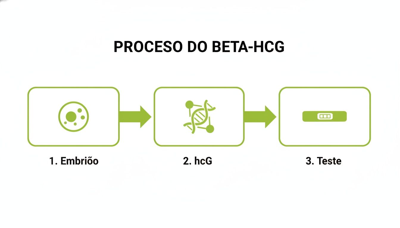 Diagrama do processo do Beta-hCG, mostrando o embrião, o hormônio hCG e um teste de gravidez.
