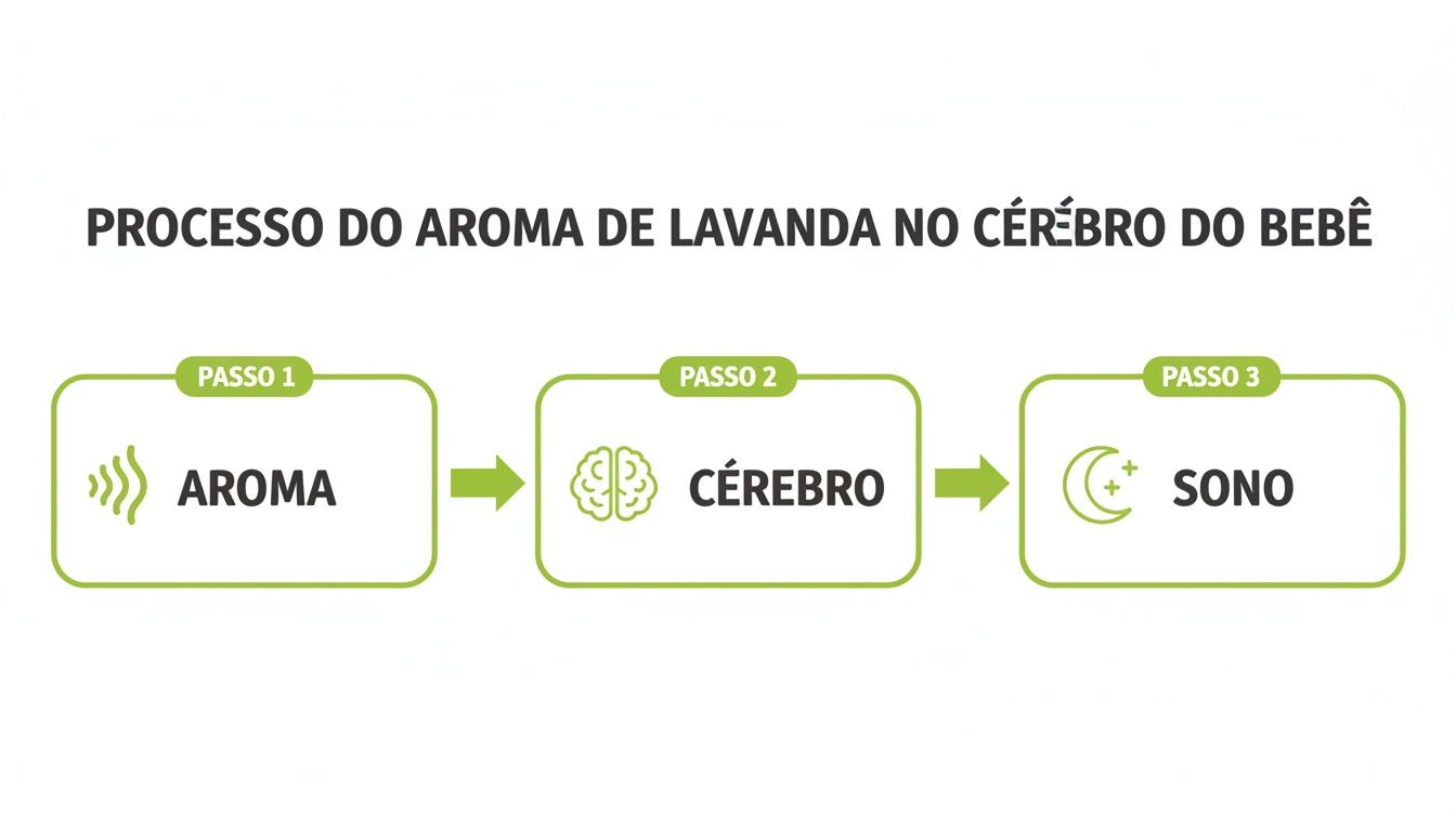 Fluxograma mostrando como o aroma de lavanda no cérebro do bebê leva ao sono.