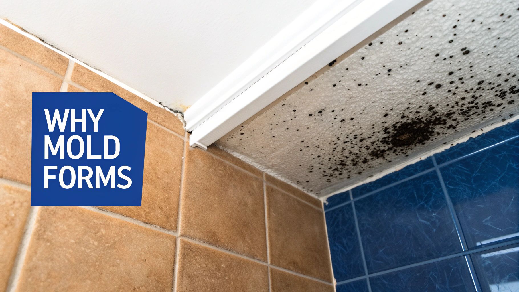 Severe black mold growth on a textured white bathroom ceiling and tiled walls.