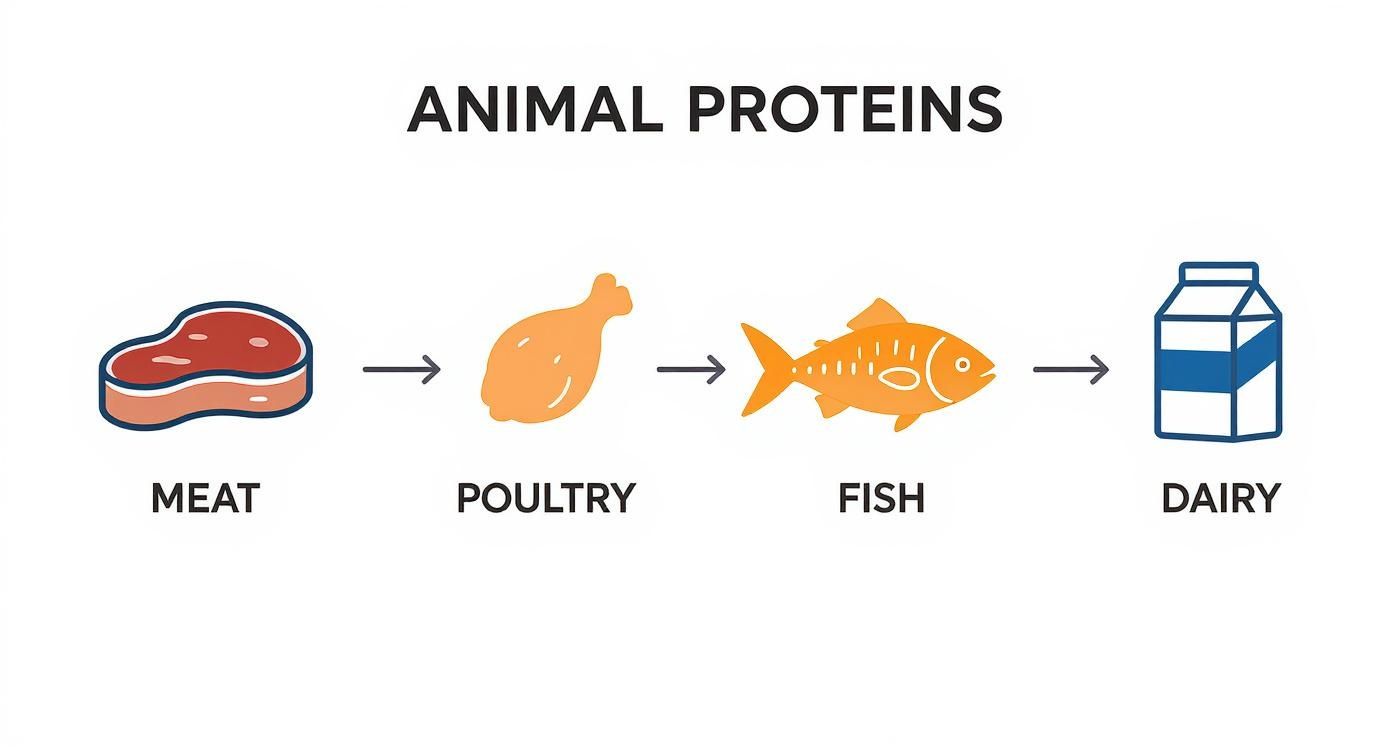 Infographic showing common animal-based complete protein sources like meat, poultry, fish, and dairy.