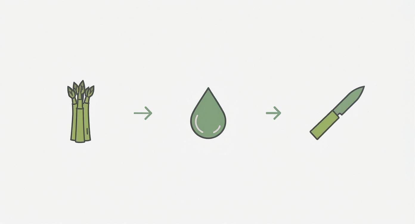 Infographic about can fresh asparagus be frozen