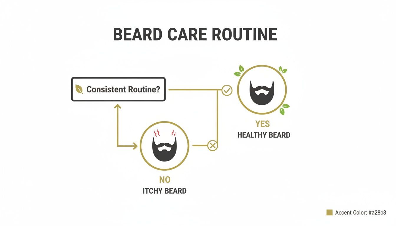 A flowchart showing that a consistent beard care routine leads to a healthy beard, while inconsistency results in an itchy beard.