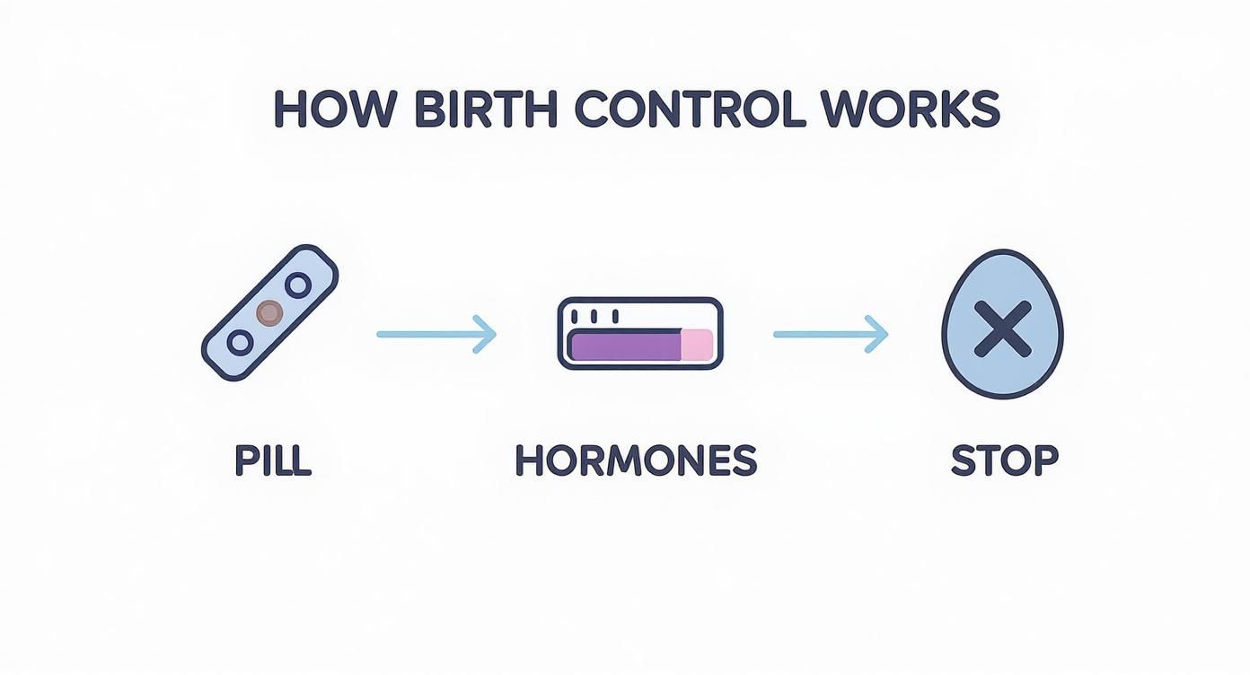 Diagram illustrating how birth control works: a pill leads to hormones, which stop an egg.