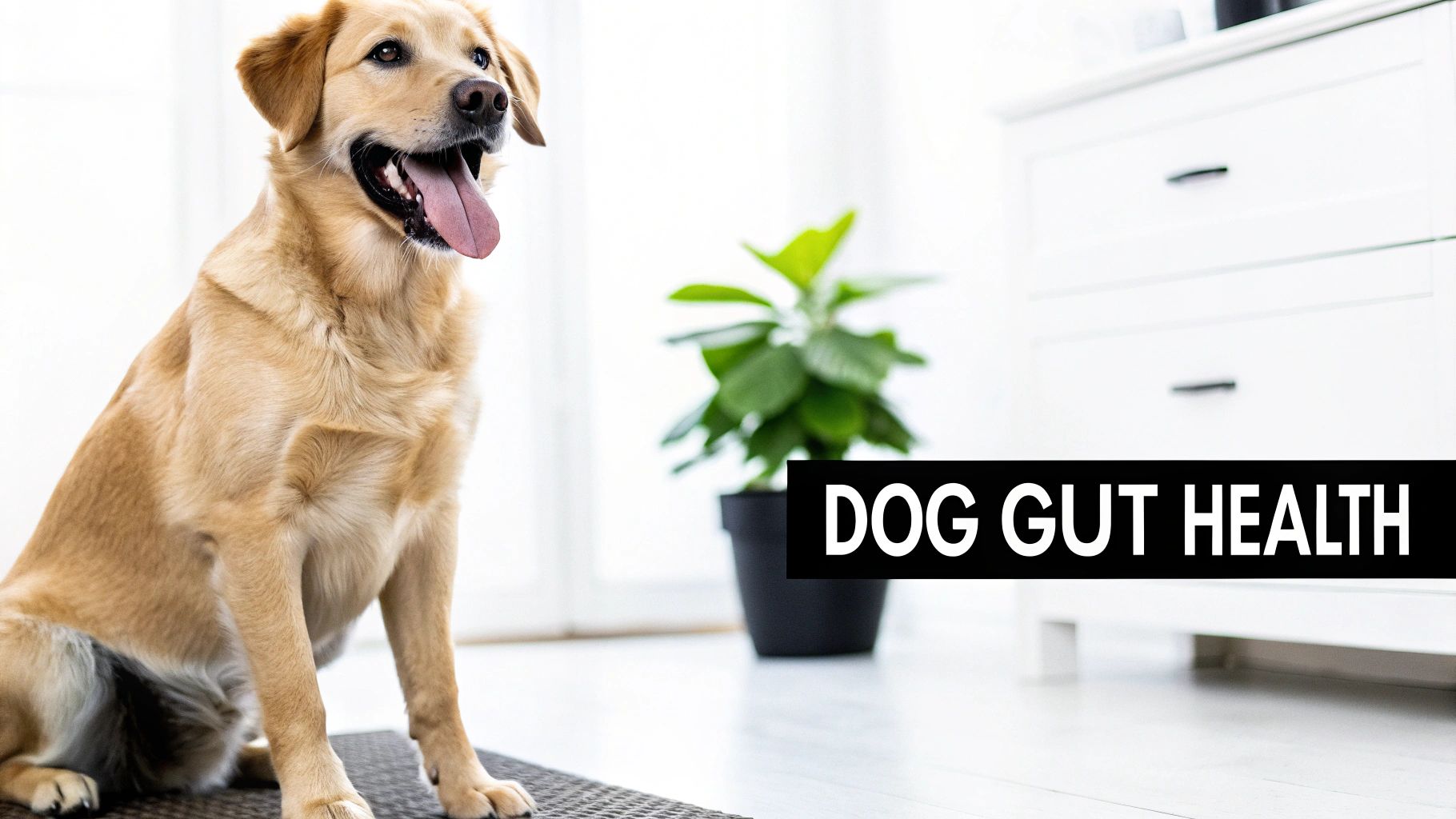 A happy golden retriever dog sitting indoors with its tongue out, next to text about dog gut health.