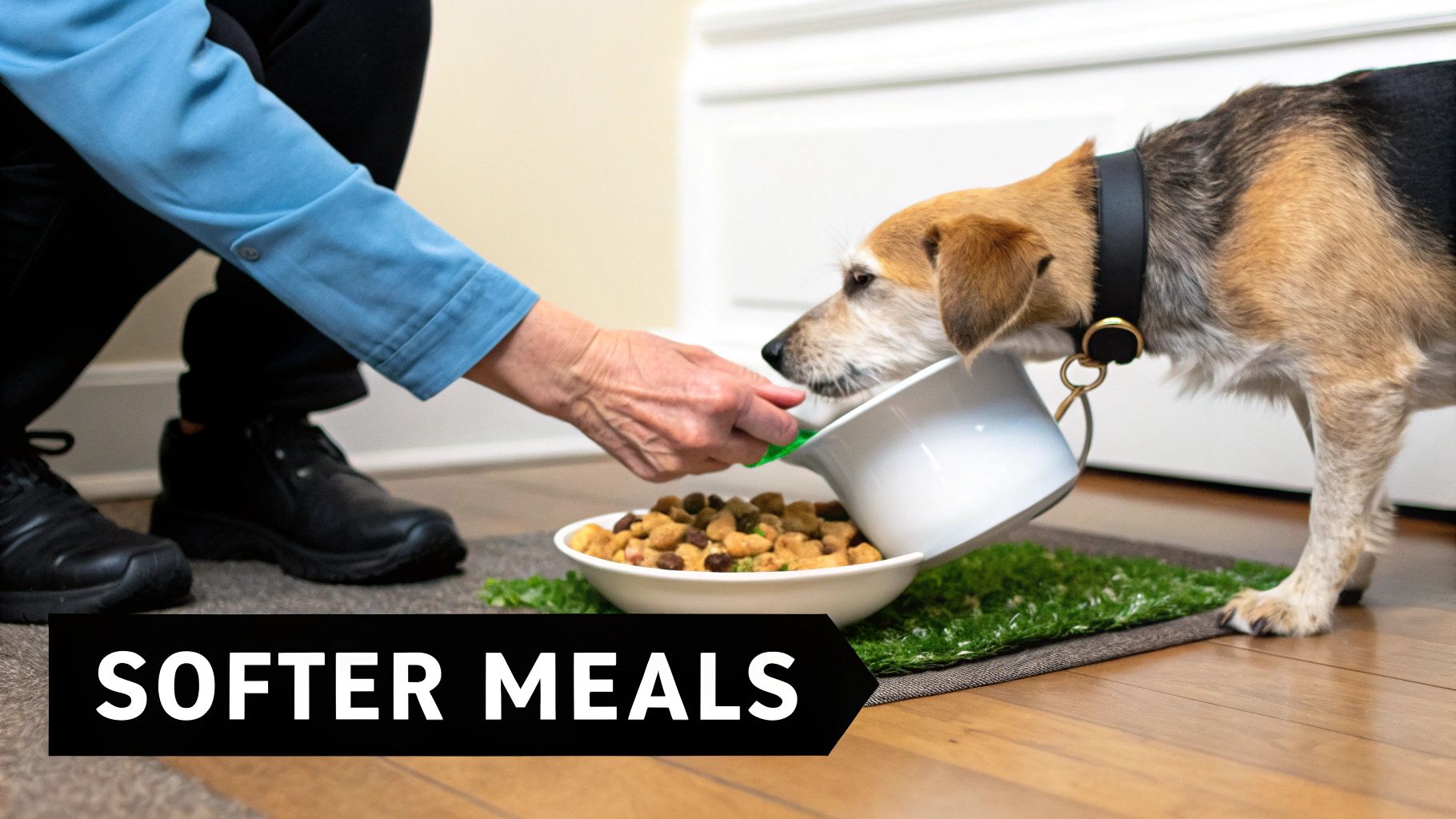 A person pours liquid into a bowl of dry kibble for a senior dog, preparing softer meals.