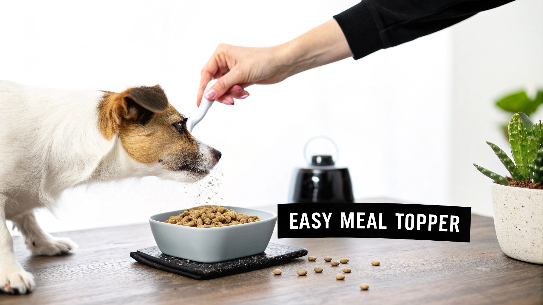 A close-up of a person sprinkling a digestive health meal topper onto a dog's food bowl.