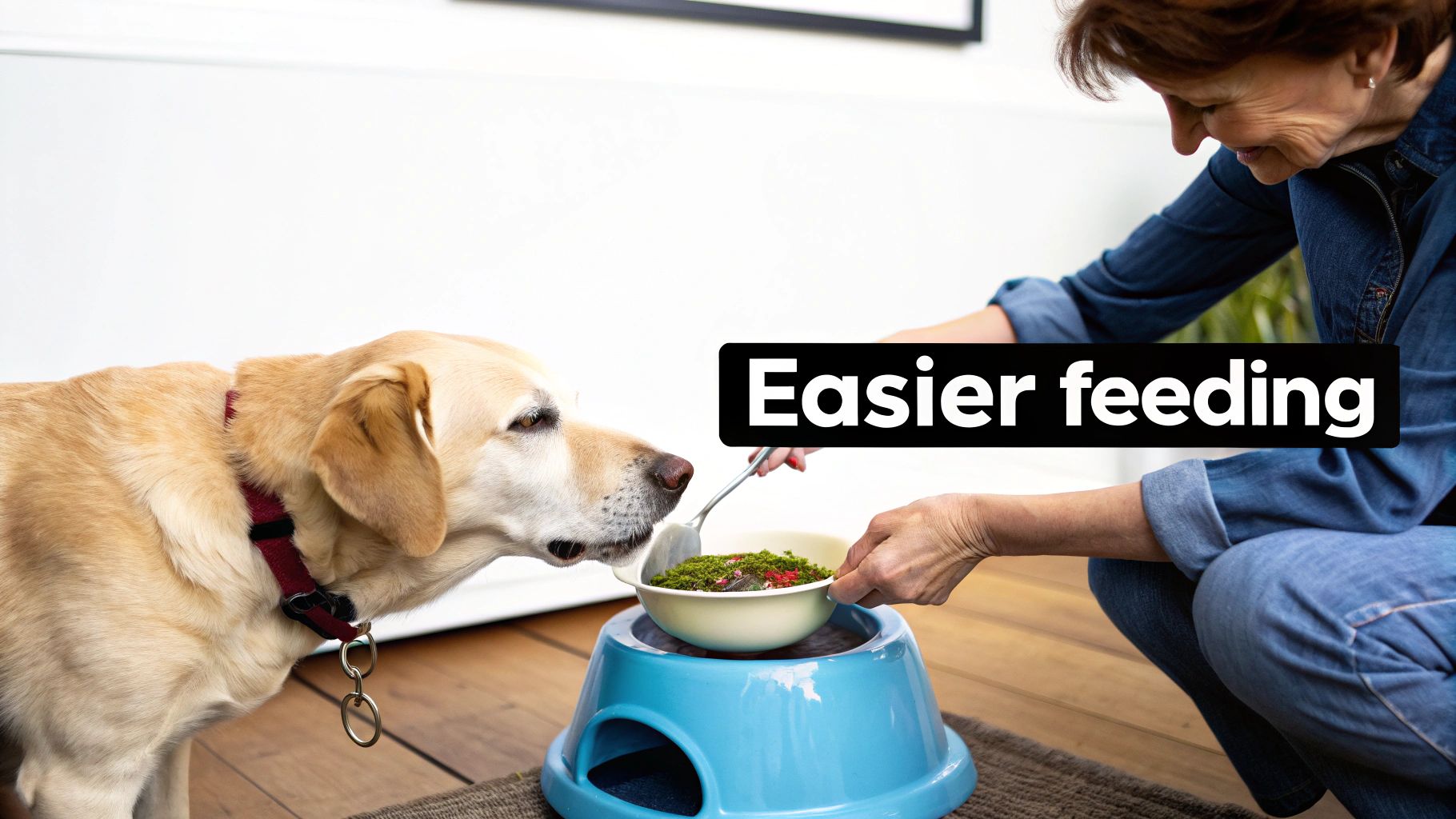 A woman crouches to feed a golden retriever dog from an elevated bowl.