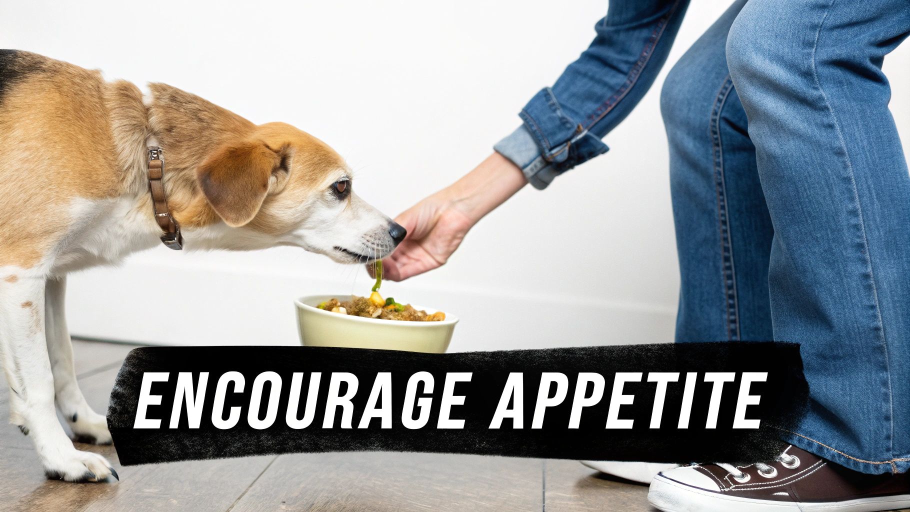A person gently hand-feeding a sick dog from a bowl, showing encouragement and special care.