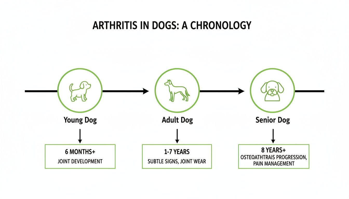 A chronology of arthritis in dogs, outlining joint development in young dogs, subtle signs in adult dogs, and progression in senior dogs.