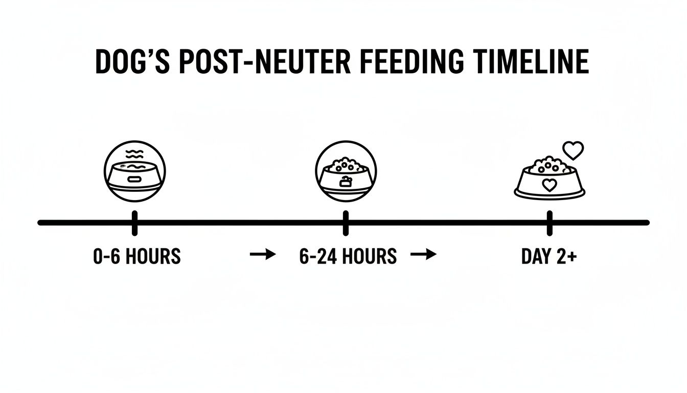 Infographic showing a dog's post-neuter feeding timeline, from water in 0-6 hours to kibble by day 2+.