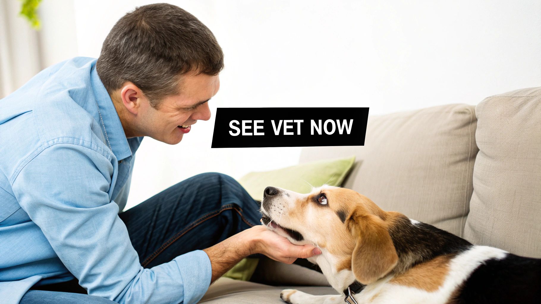 A smiling man gently strokes a beagle dog's chin on a couch, with 'SEE VET NOW' text overlay.