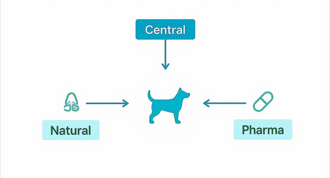 A happy dog enthusiastically sniffing its food bowl, which has a natural meal topper sprinkled on top.