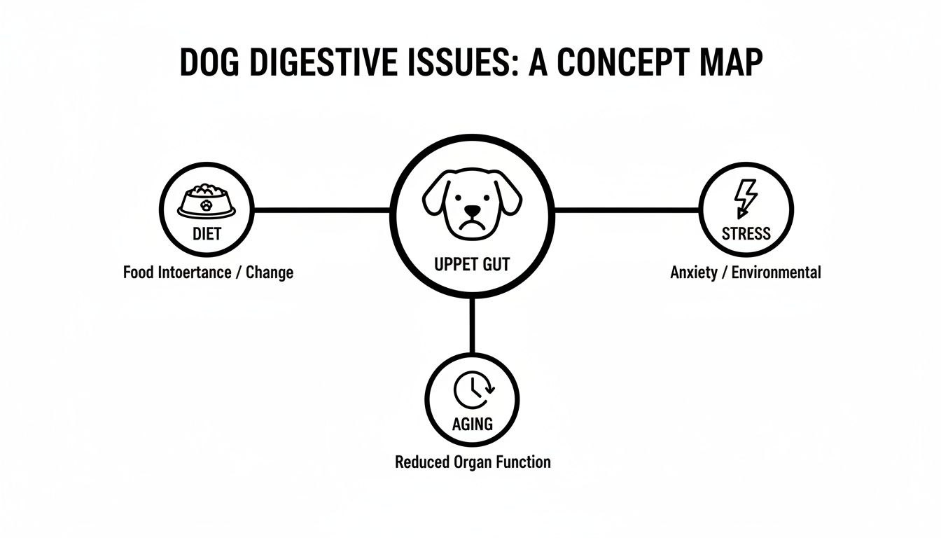 A concept map illustrating dog digestive issues, connecting diet, stress, and aging to an upset gut.
