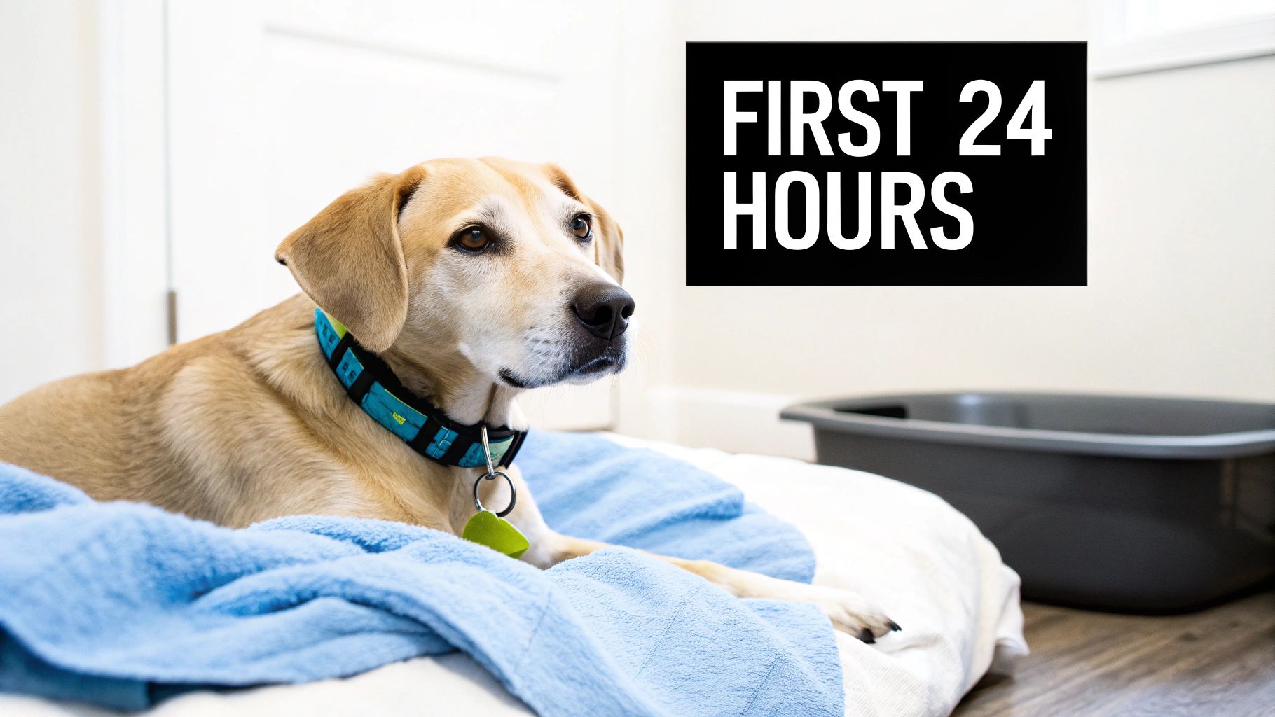 A light brown dog with a blue collar lies on a soft bed with a blue blanket, near 'FIRST 24 HOURS' text.