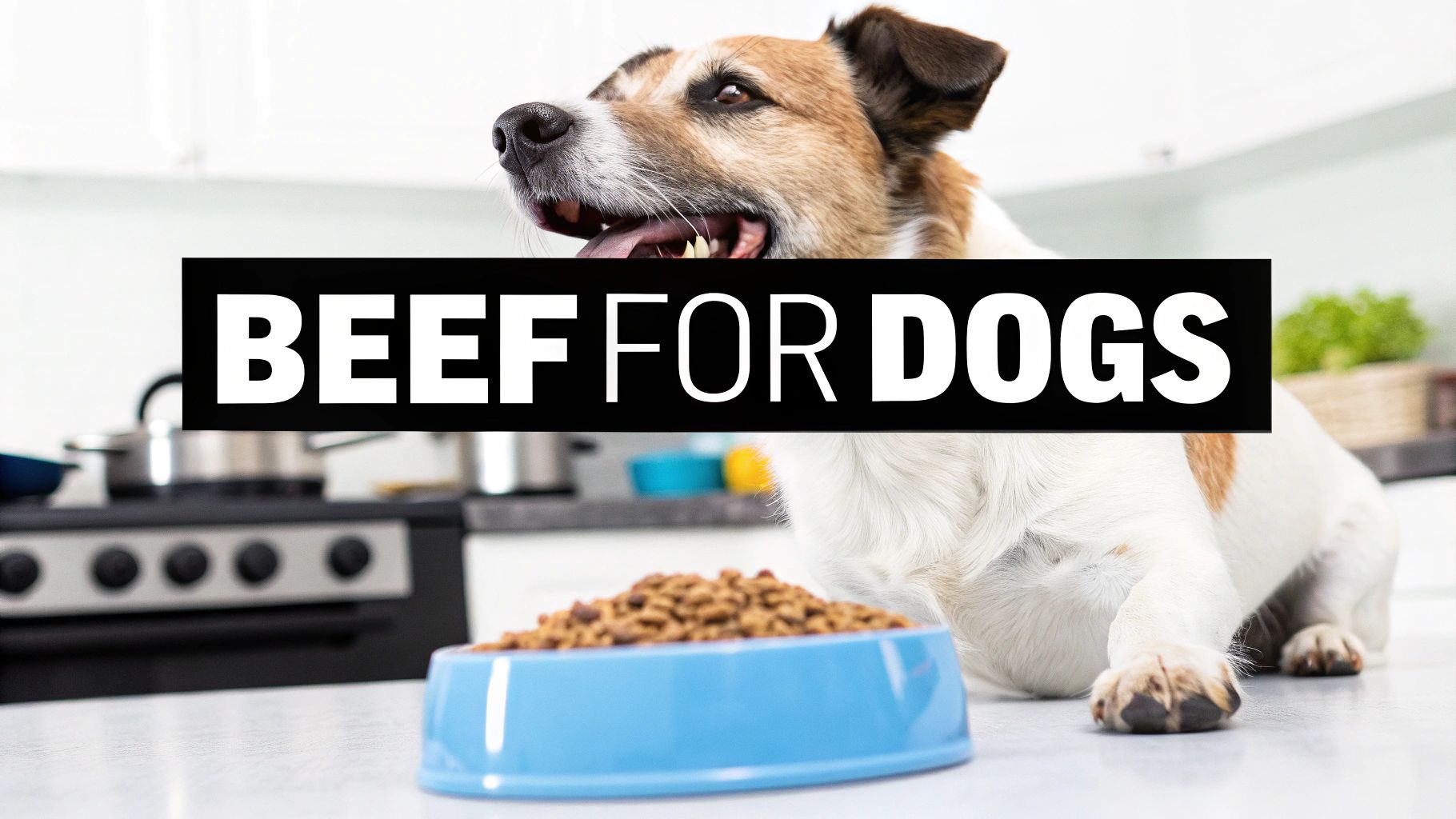 A happy dog next to a blue bowl of dry beef dog food in a bright kitchen, with 'BEEF FOR DOGS' text.