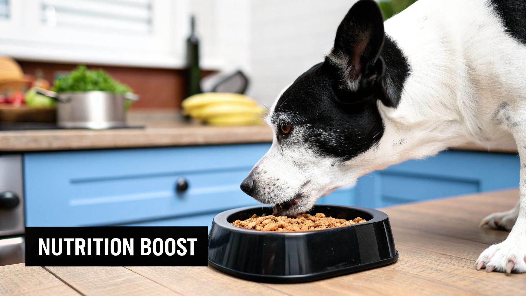 An older black and white dog eating dry kibble from a black bowl in a kitchen with blue cabinets.