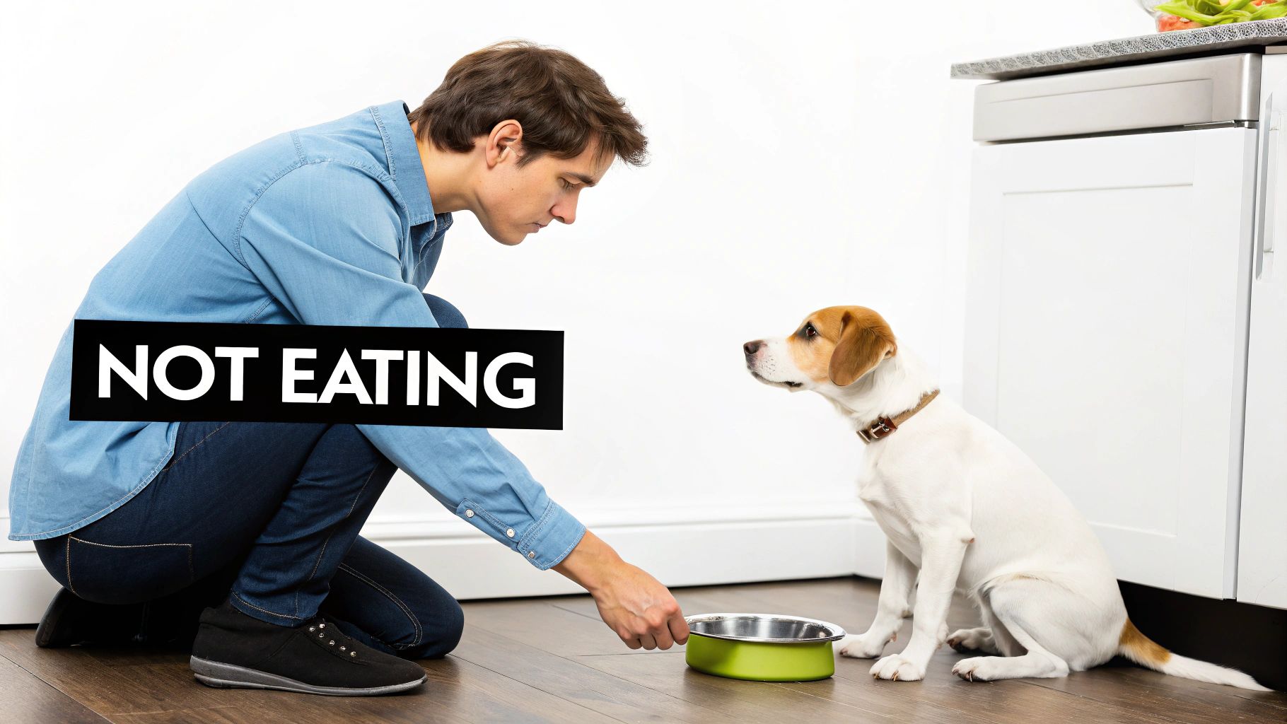 A man kneels, offering a dog food in a bowl, with the text "NOT EATING".