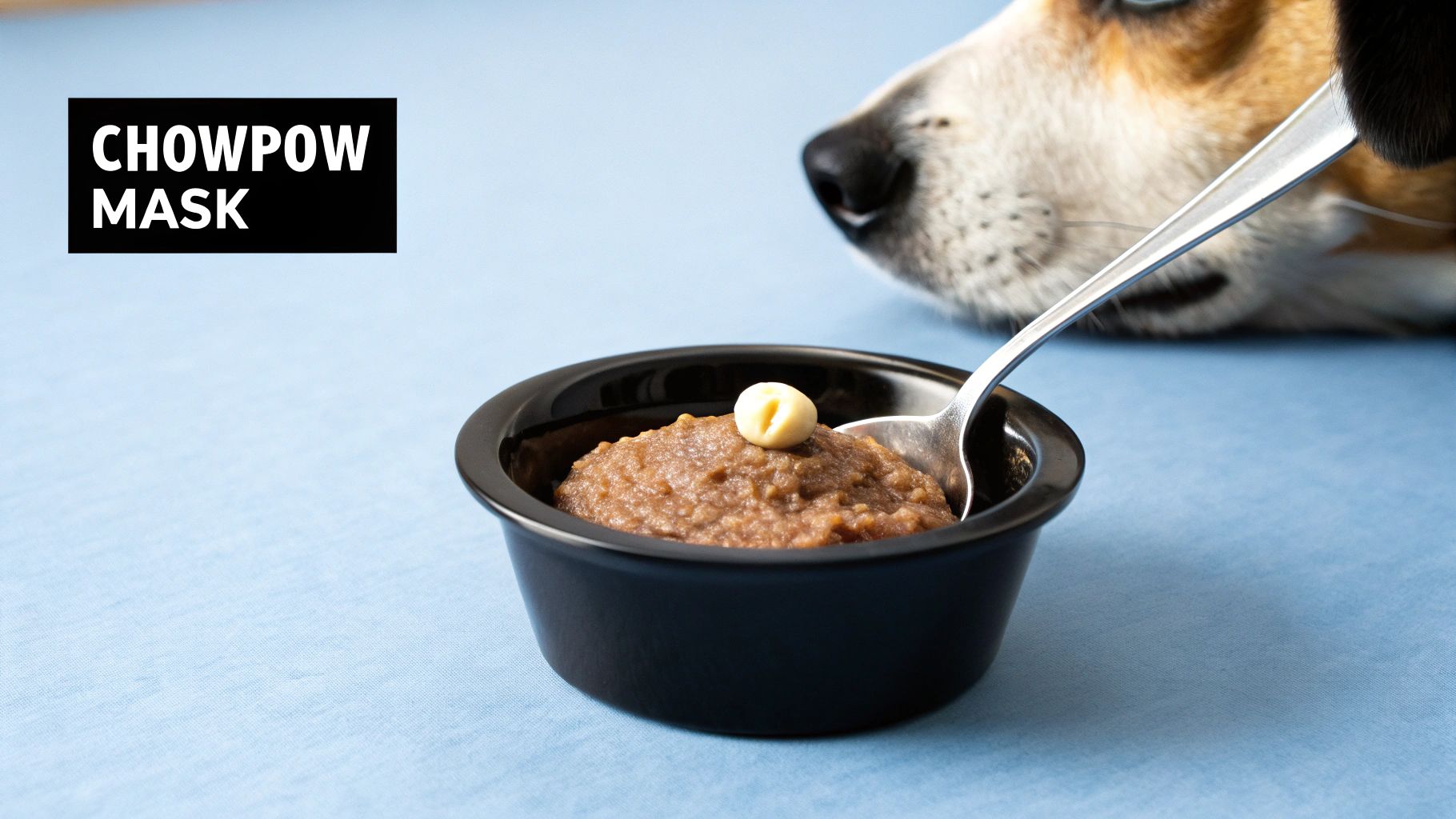 A curious dog's snout looks down at a small black bowl of brown food with a spoon and a yellow topping.